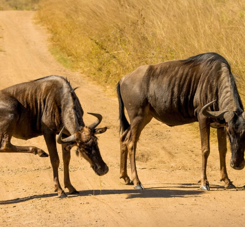 wildebeest columns approaching the water, dust rising in the morning light