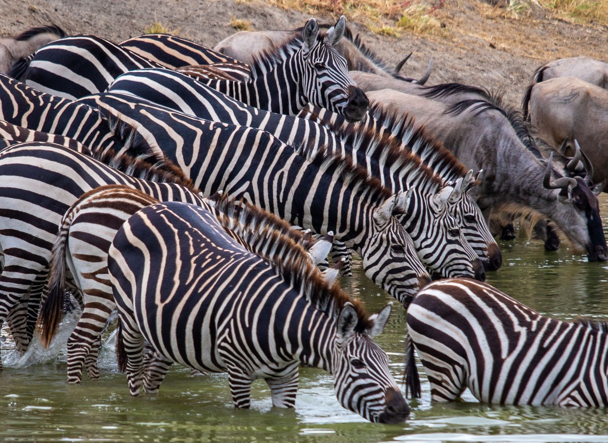 Wildebeest crossing the Mara River with crocodiles visible in the water below