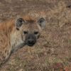 Masai Mara Reserve vs Conservancy guide -- wildebeest herd moving through dust during the Great Migration -- trunktrails-masai-mara-reserve-vs-conservancy-1