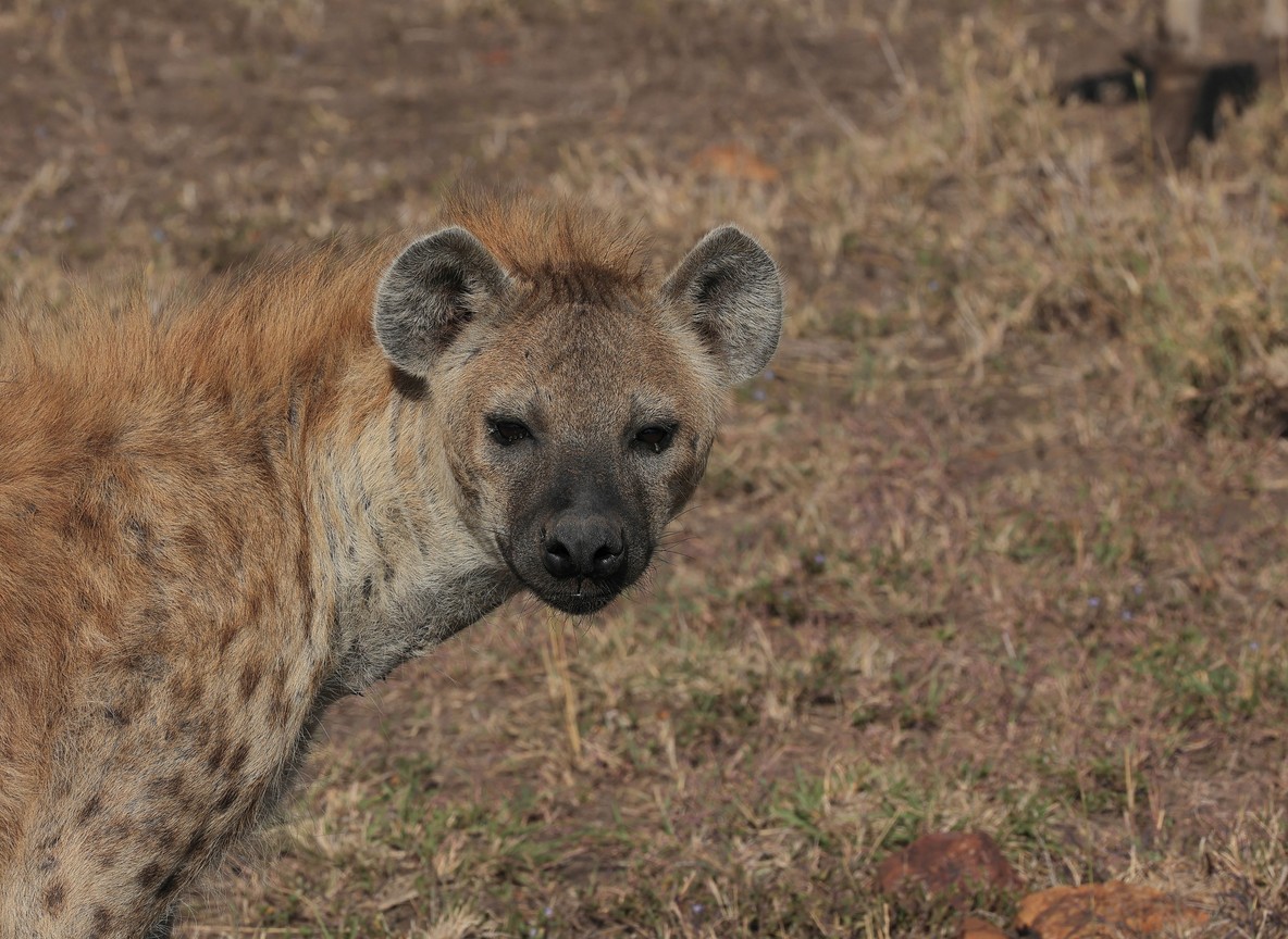 the kind of private, unhurried sighting conservancy game drives are built around -- trunktrails-masai-mara-reserve-vs-conservancy-4