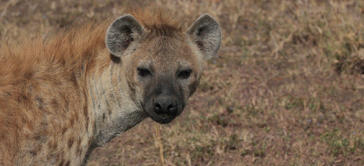 A pride of lions resting in tall golden grass in the Masai Mara, Kenya