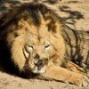 A lion pride resting in tall green season grass in the Masai Mara