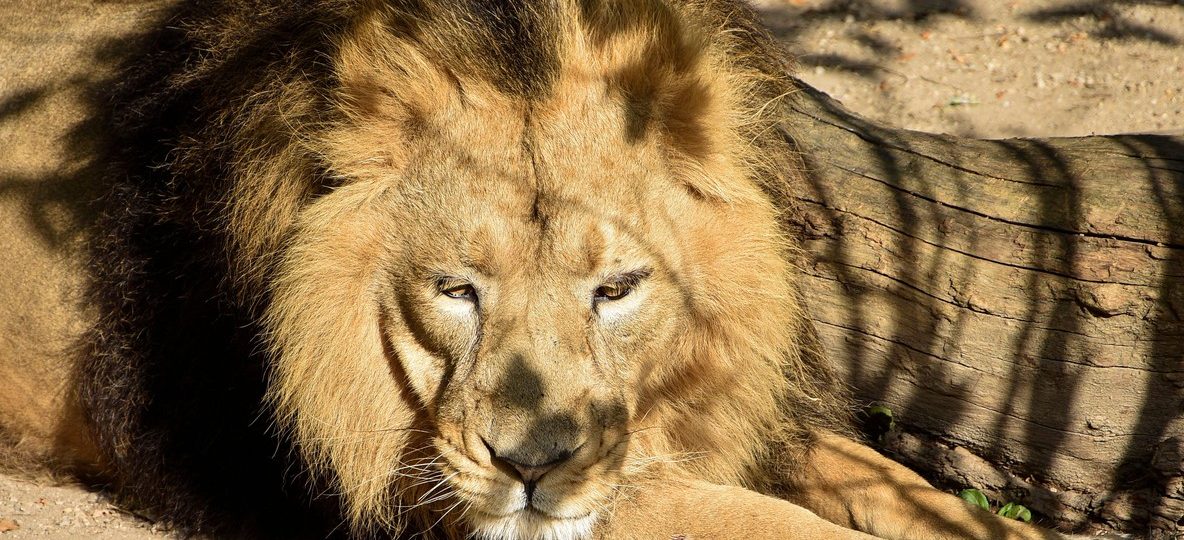 A lion pride resting in tall green season grass in the Masai Mara