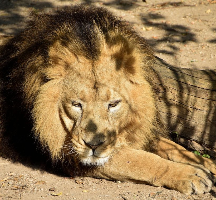 A lion pride resting in tall green season grass in the Masai Mara
