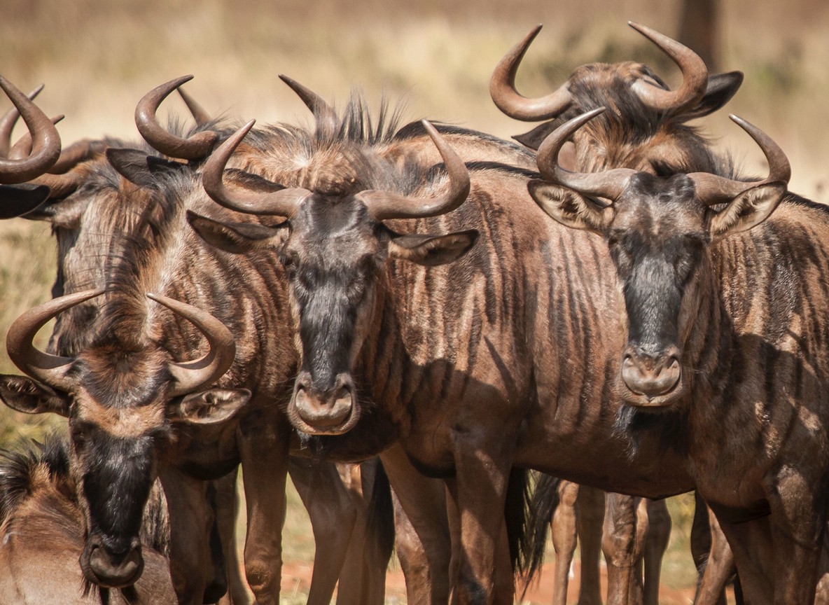 Wildebeest crossing the Mara River during the July to October peak migration season