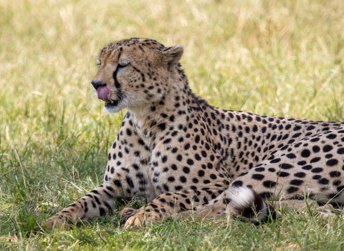 A cheetah scanning the open plains of the Masai Mara for prey