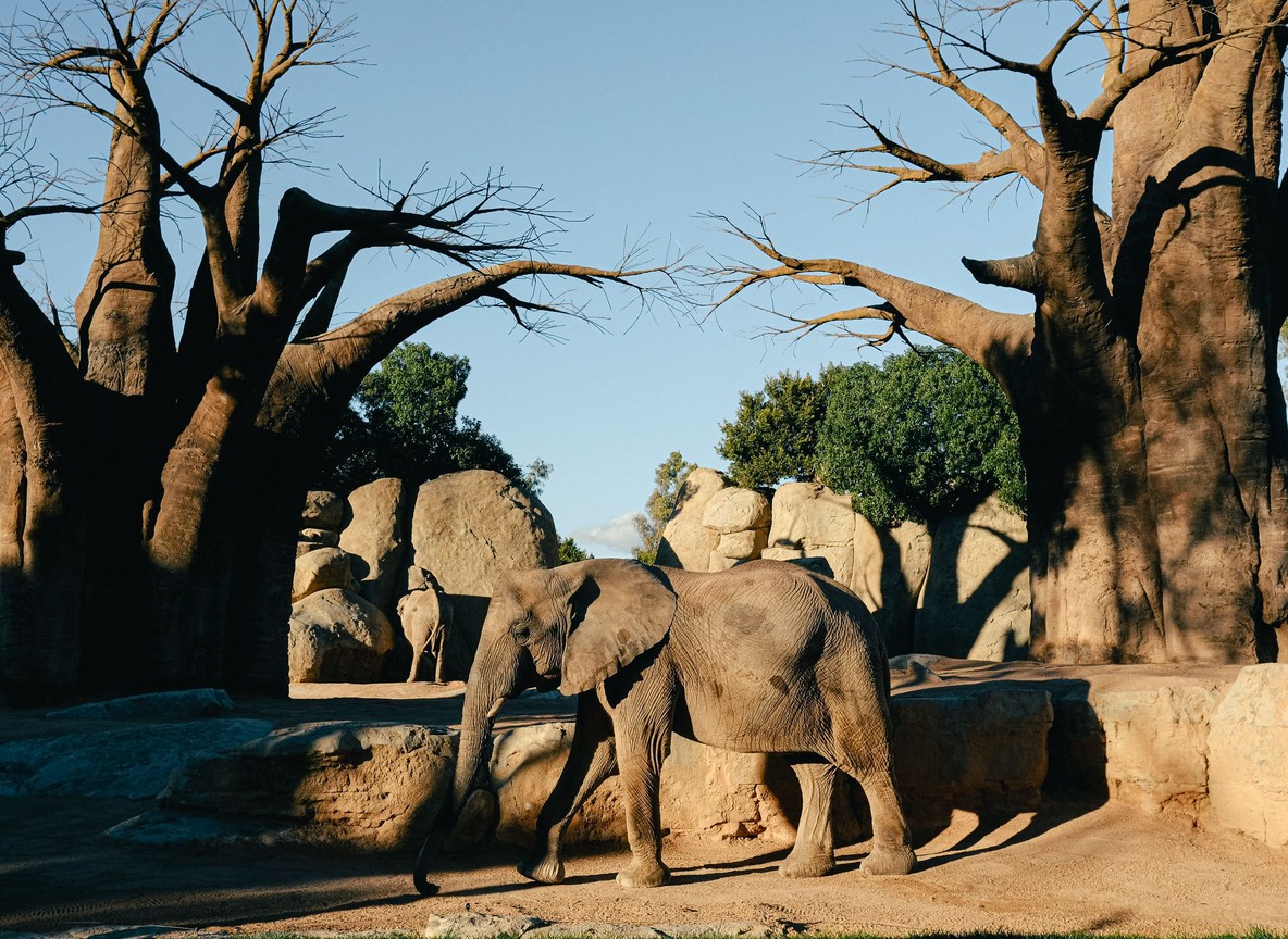 Elephant herds moving past flat-topped acacia trees in the Masai Mara