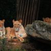 Lions resting in golden grass on the Masai Mara plains