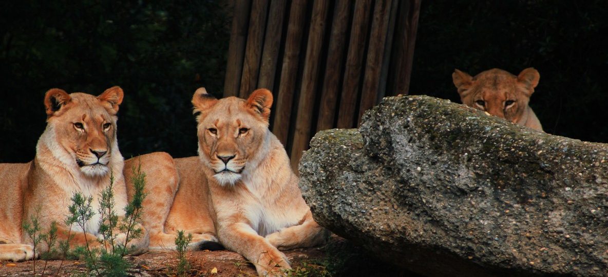Lions resting in golden grass on the Masai Mara plains