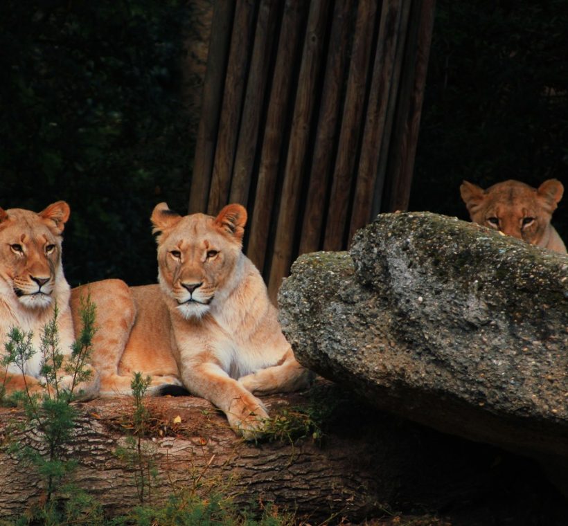 Lions resting in golden grass on the Masai Mara plains