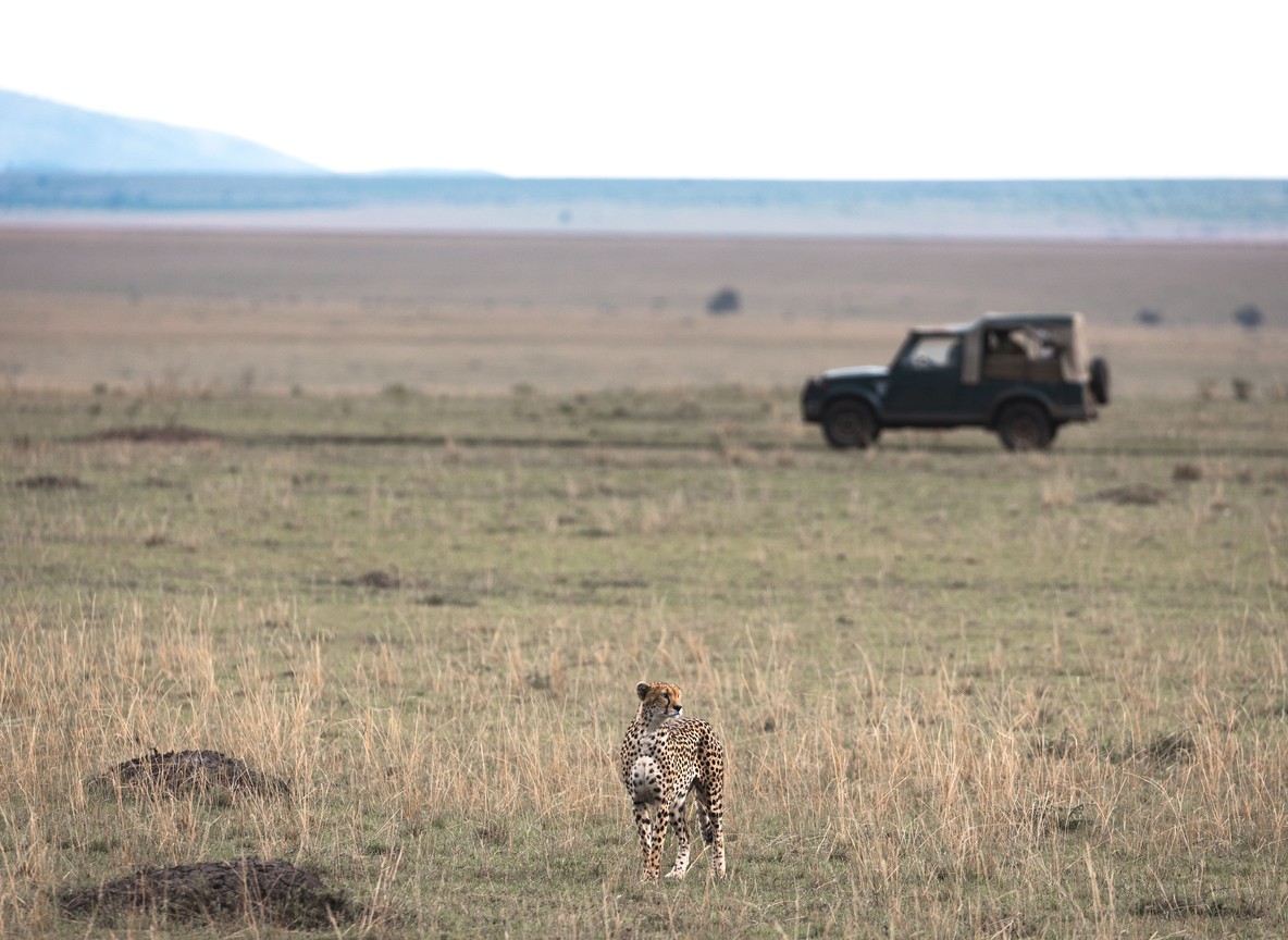 A cheetah scanning the open plains of the Masai Mara
