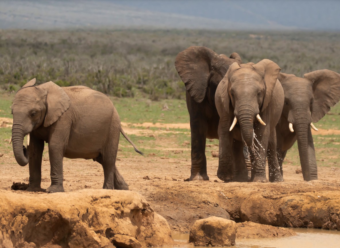 Elephants walking past flat-topped acacia trees on the Masai Mara plains