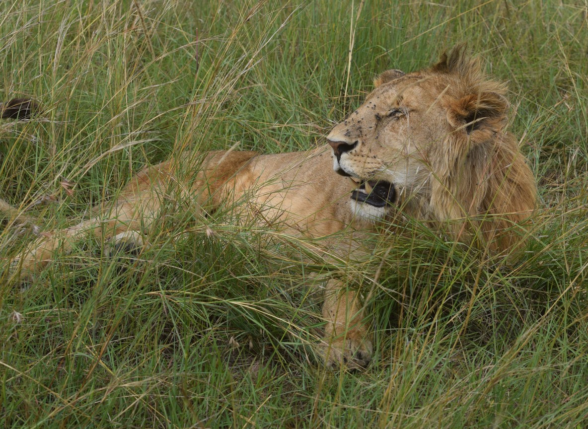 A pride of lions resting in the golden grass of the Masai Mara, Kenya