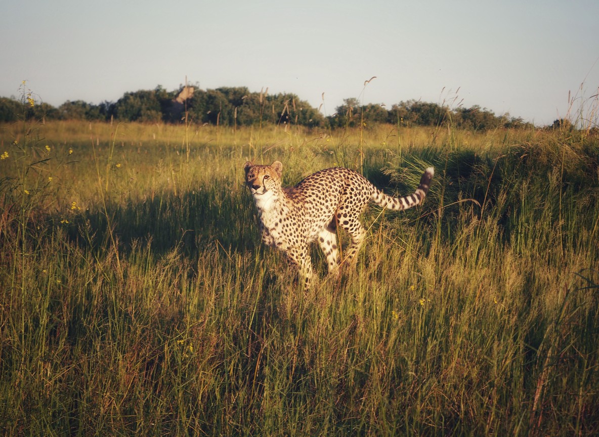 A cheetah scanning the open plains of the Masai Mara, Kenya