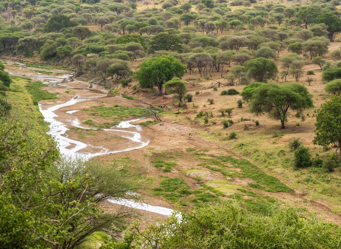 A black rhino grazing at dusk near a waterhole inside the Meru National Park Rhino Sanctuary with acacia trees silhouetted behind