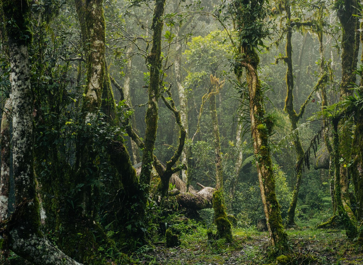 Dense montane rainforest trail on a volcanic mountain slope in Kenya