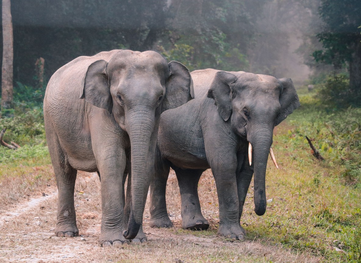 Elephant herd walking through a green forest clearing in East Africa