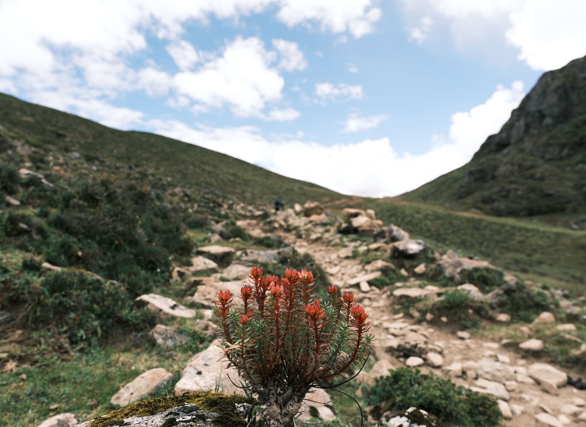 Mount Kenya silhouette in the distance