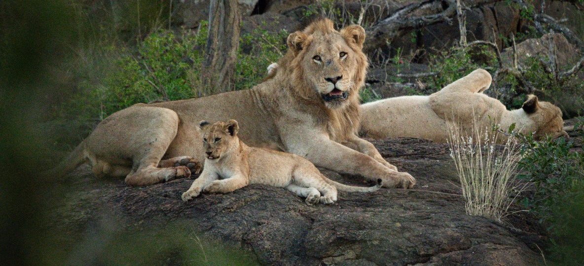 alt: Naboisho Conservancy Masai Mara lion pride private reserve