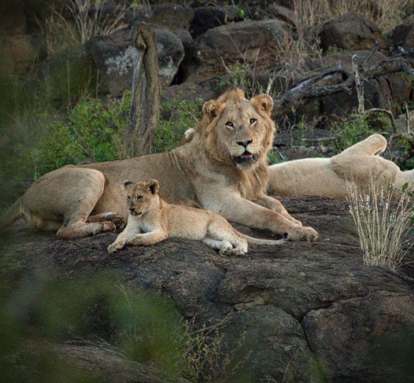 alt: Naboisho Conservancy Masai Mara lion pride private reserve