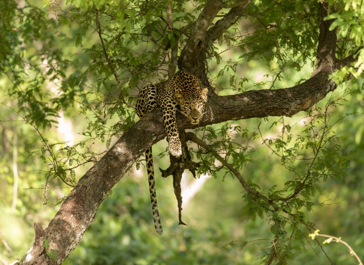 alt: Naboisho Conservancy leopard sighting private conservancy Masai Mara