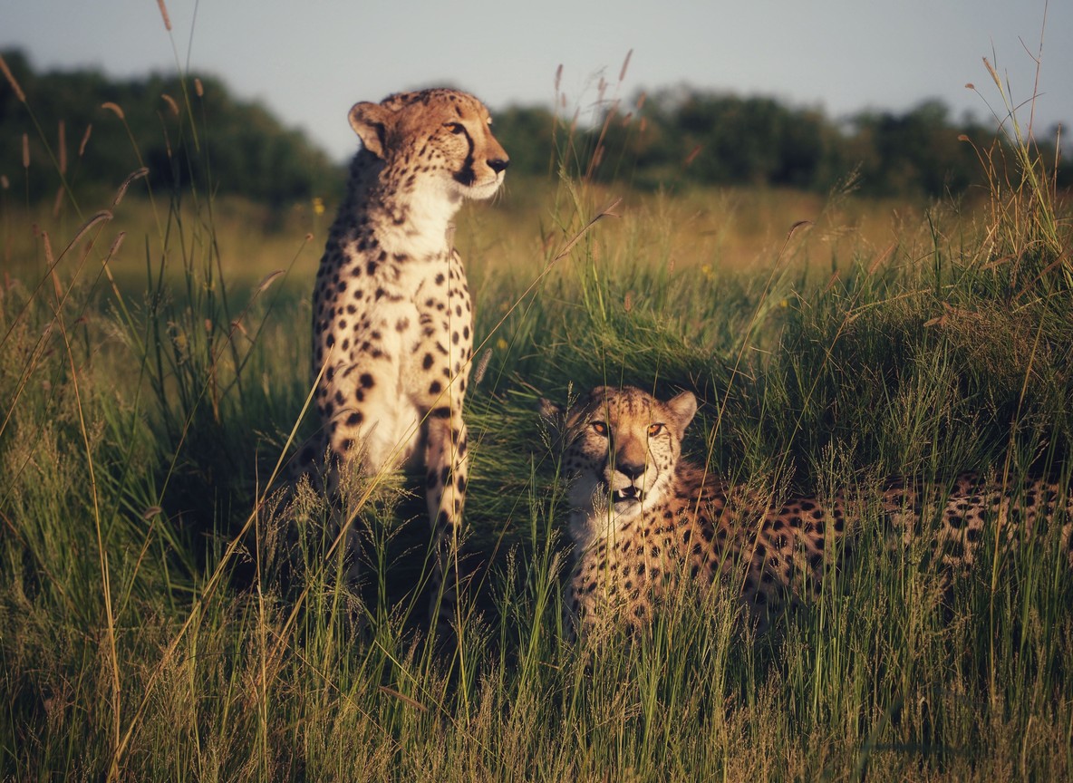 alt: Naboisho Conservancy cheetah sighting open plains Masai Mara