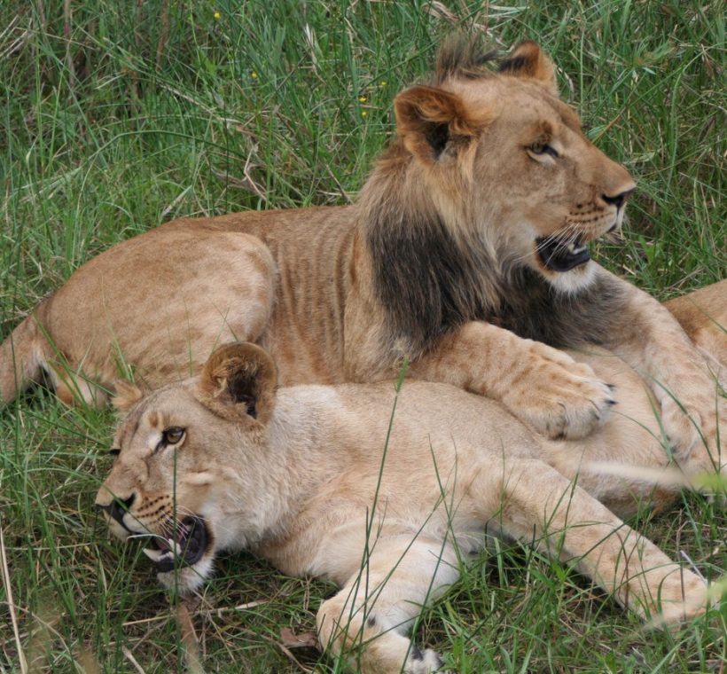 Nairobi layover safari lion sighting with the Nairobi city skyline in the background at Nairobi National Park