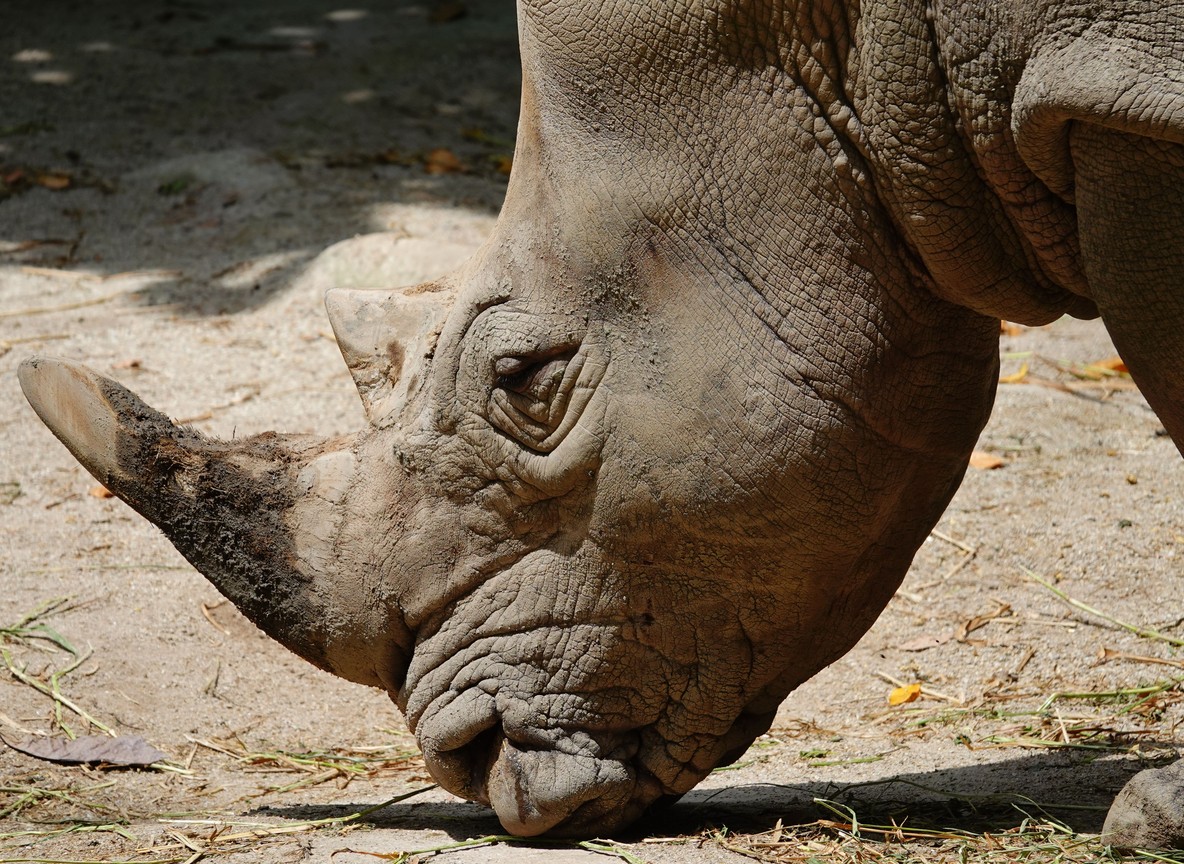 Black rhino grazing at Nairobi National Park near JKIA during a Nairobi layover safari