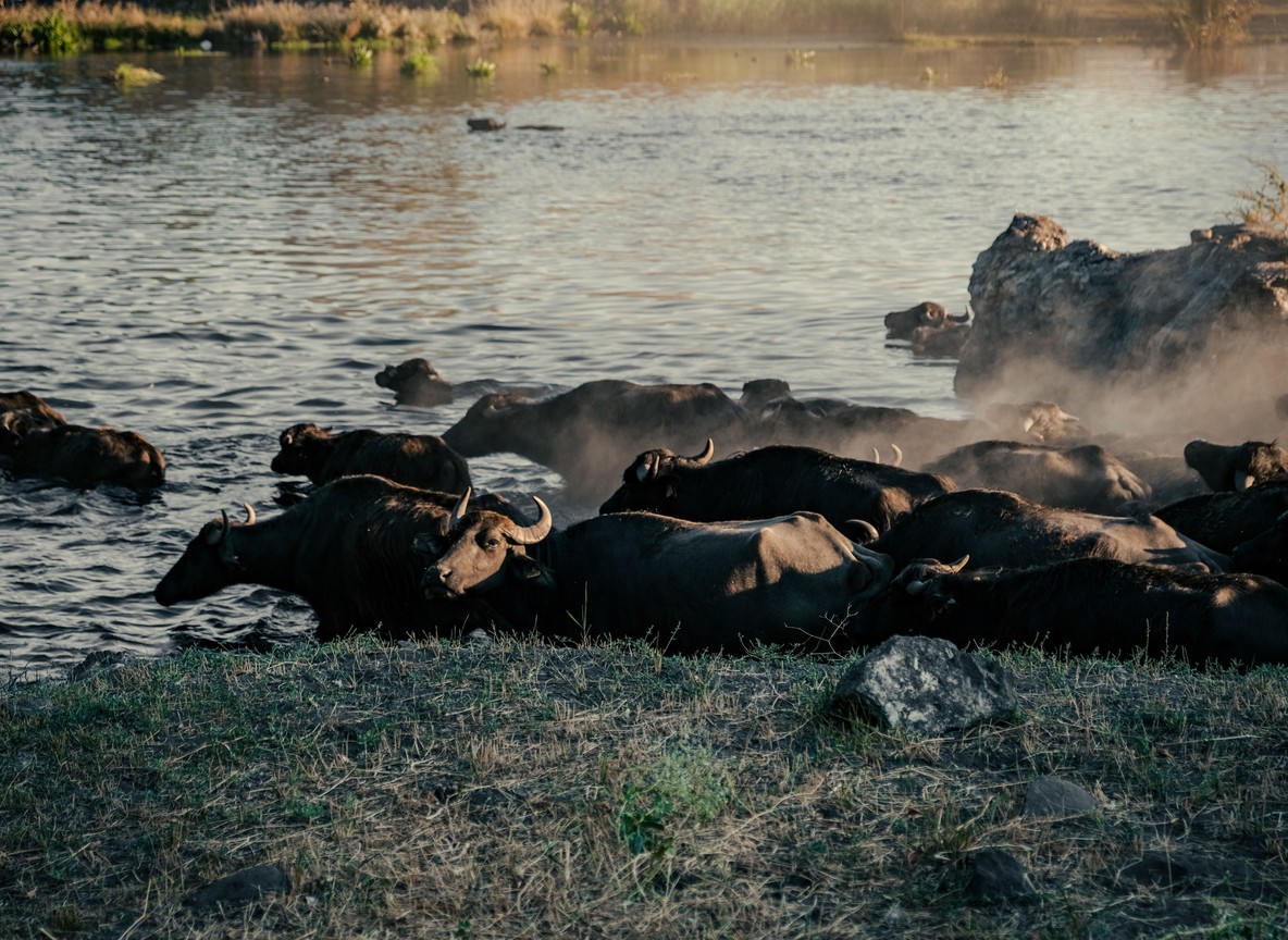 African buffalo herd at Nairobi National Park, a stop on a Nairobi layover safari from JKIA