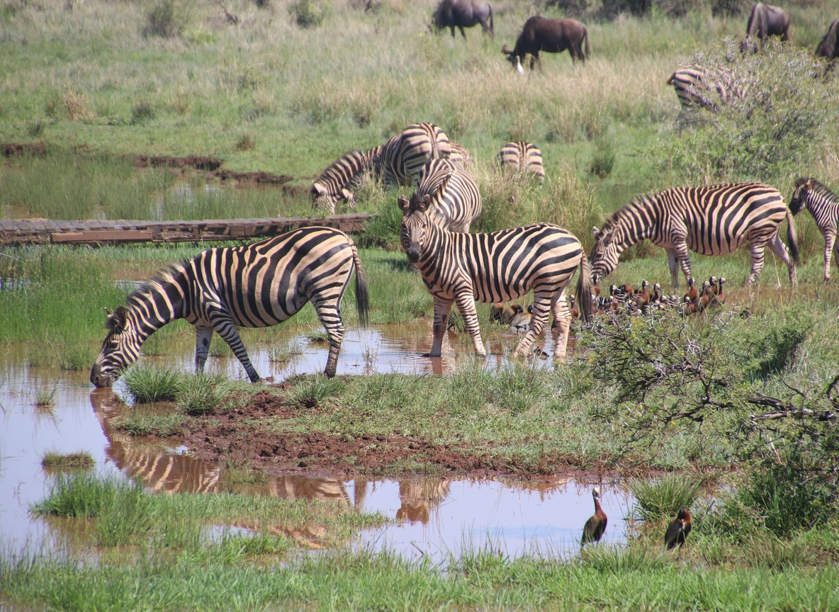 A safari vehicle on a game drive track in Nairobi National Park with Nairobi's skyline in the distance