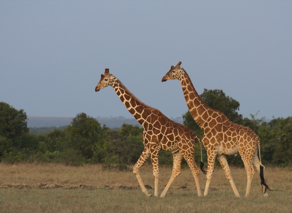 a species identified in the Great Hall of Mammals at Nairobi National Museum