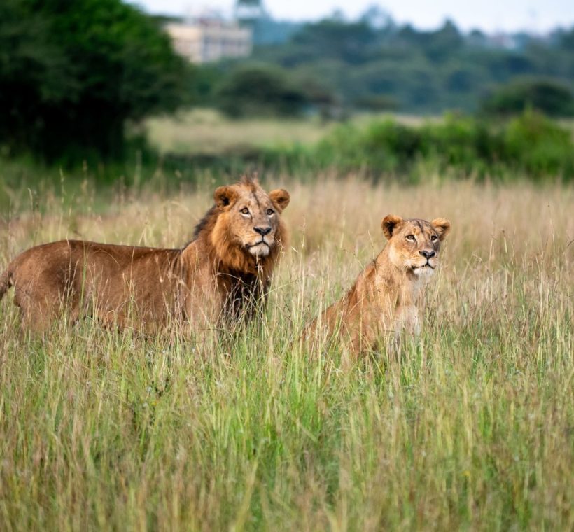 A boardwalk trail through green forest at the Nairobi Safari Walk with the Nairobi city skyline visible in the hazy background at soft morning light