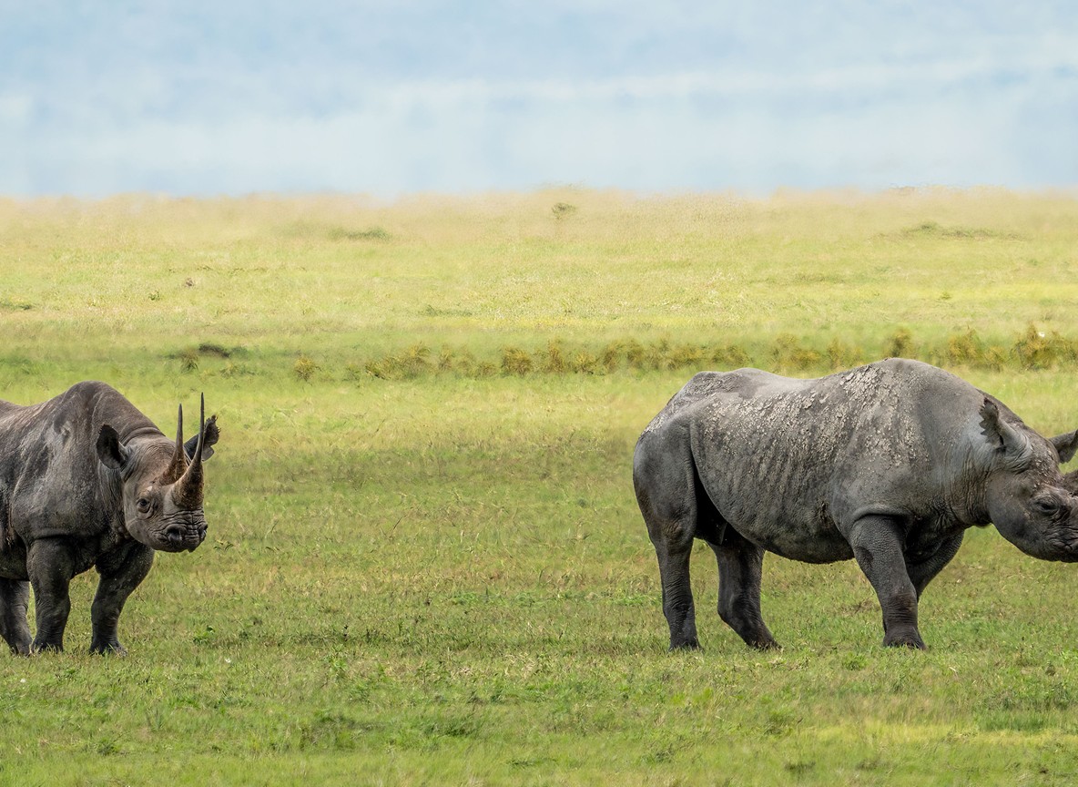Black rhino grazing on open plains at Nairobi National Park with acacia trees and the Nairobi skyline in the distance