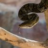 A family looking through the glass at a snake enclosure at Nairobi Snake Park with a guide pointing something out