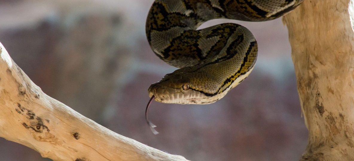 A family looking through the glass at a snake enclosure at Nairobi Snake Park with a guide pointing something out