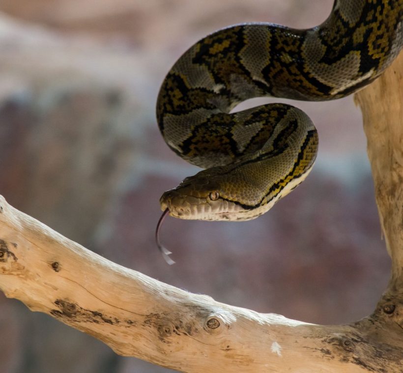A family looking through the glass at a snake enclosure at Nairobi Snake Park with a guide pointing something out