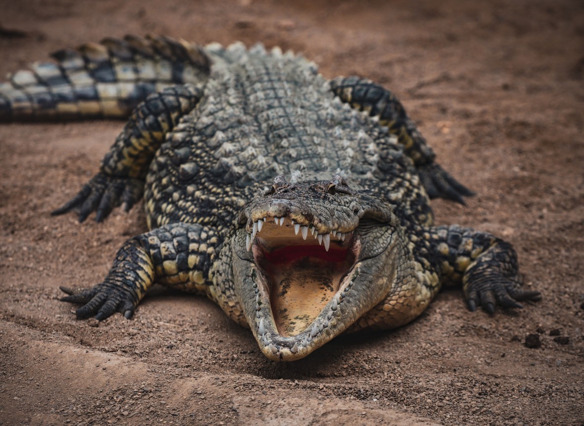 Close-up of a Nile crocodile resting beside a pool at an outdoor reptile enclosure