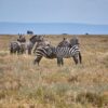 Safari vehicle on the tarmac road for the nairobi to masai mara drive with the Rift Valley plains stretching ahead
