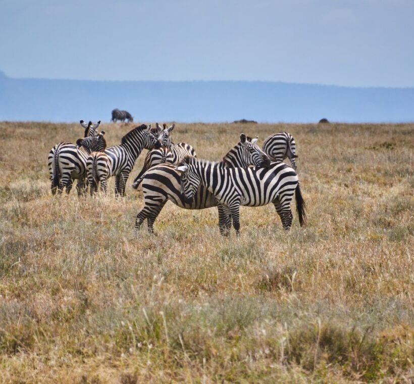 Safari vehicle on the tarmac road for the nairobi to masai mara drive with the Rift Valley plains stretching ahead