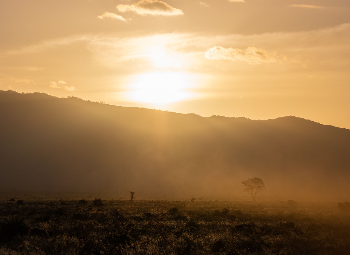 Red-dust-covered elephants of Tsavo grazing on the ochre plains near the SGR line