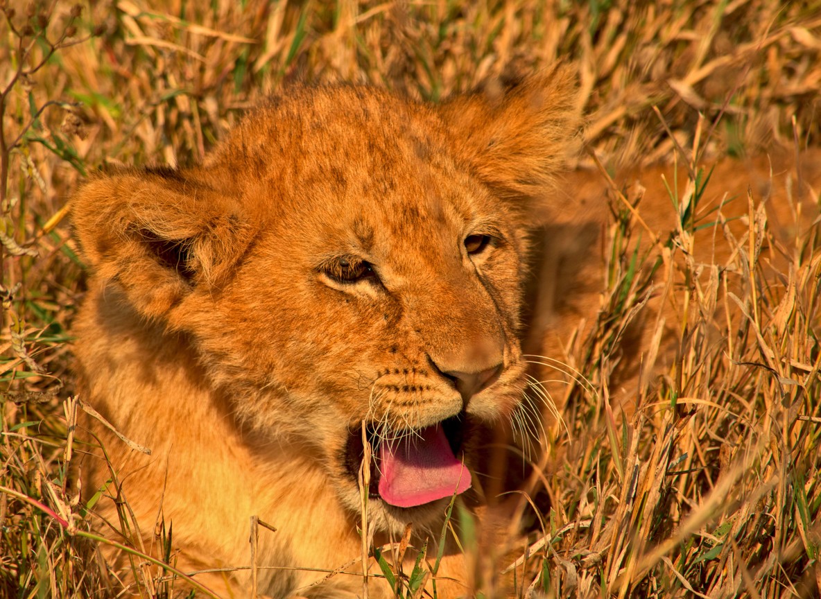 Amboseli National Park, Kenya, wide shot