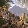 A safari vehicle on a red-earth track with the Matthews Range mountains rising in the background, Samburu region Kenya, golden afternoon light