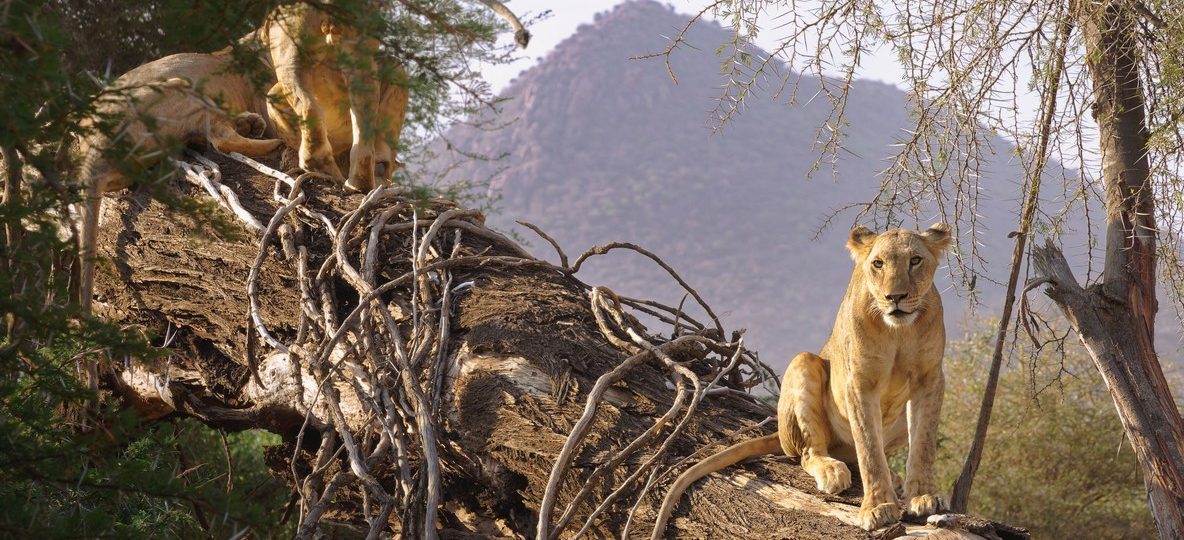 A safari vehicle on a red-earth track with the Matthews Range mountains rising in the background, Samburu region Kenya, golden afternoon light