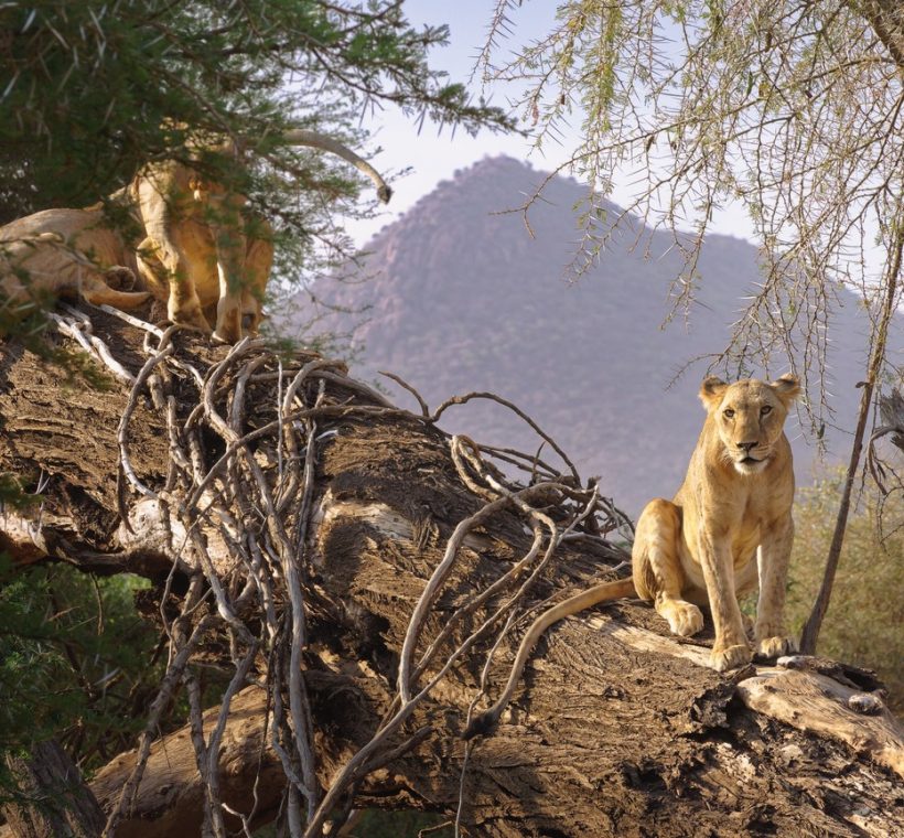A safari vehicle on a red-earth track with the Matthews Range mountains rising in the background, Samburu region Kenya, golden afternoon light
