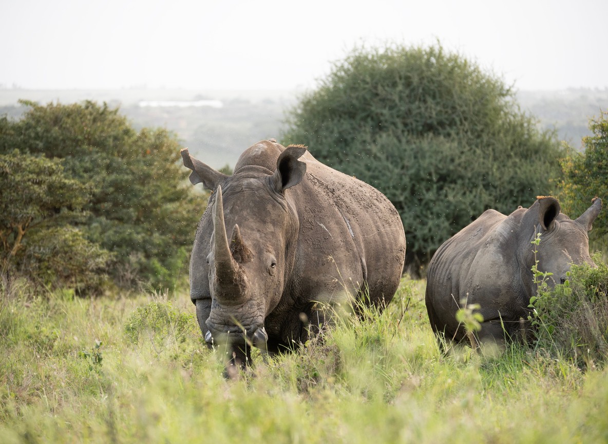 Two northern white rhinos Najin and Fatu grazing side by side in their guarded enclosure at Ol Pejeta with acacia trees behind