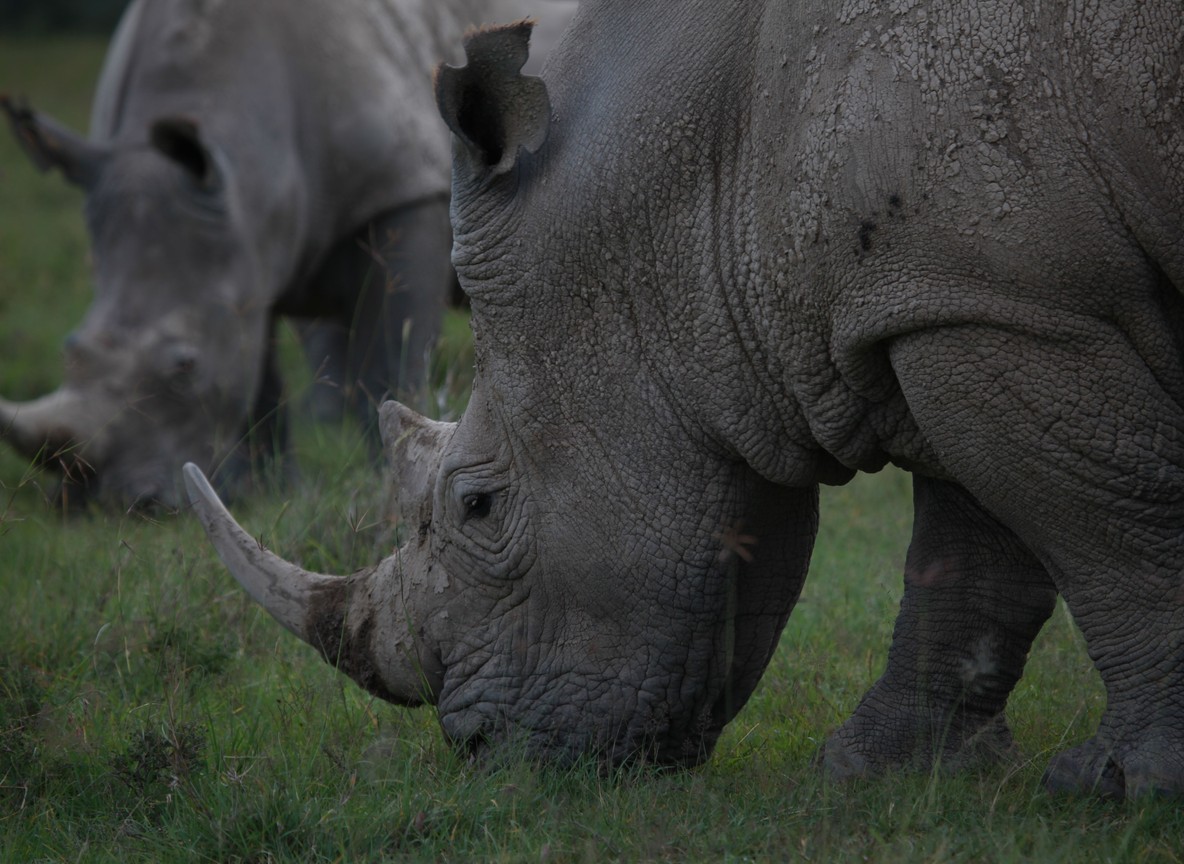 A Trunktrails Safaris guide briefing two guests beside a safari vehicle at Ol Pejeta with rhinos grazing in the distance