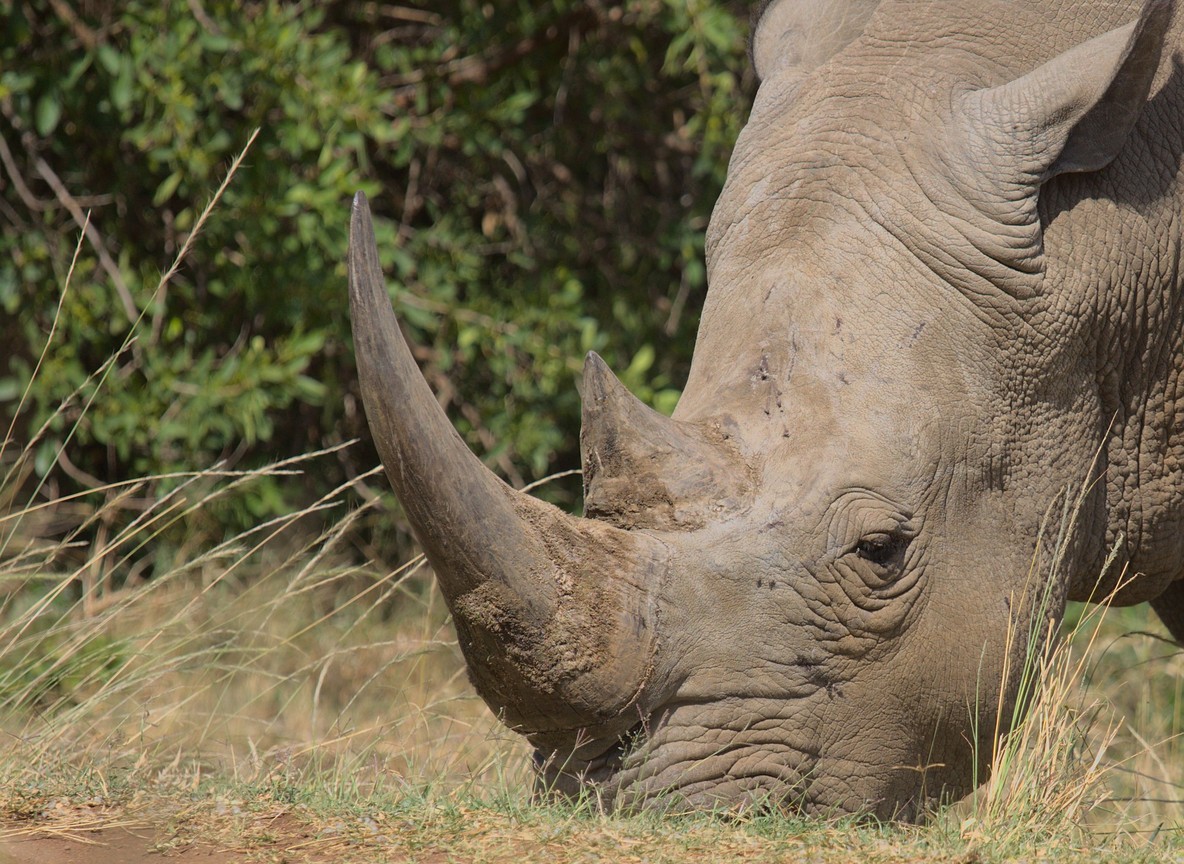 Close view of a northern white rhino face with textured skin and small ears in warm evening light at Ol Pejeta