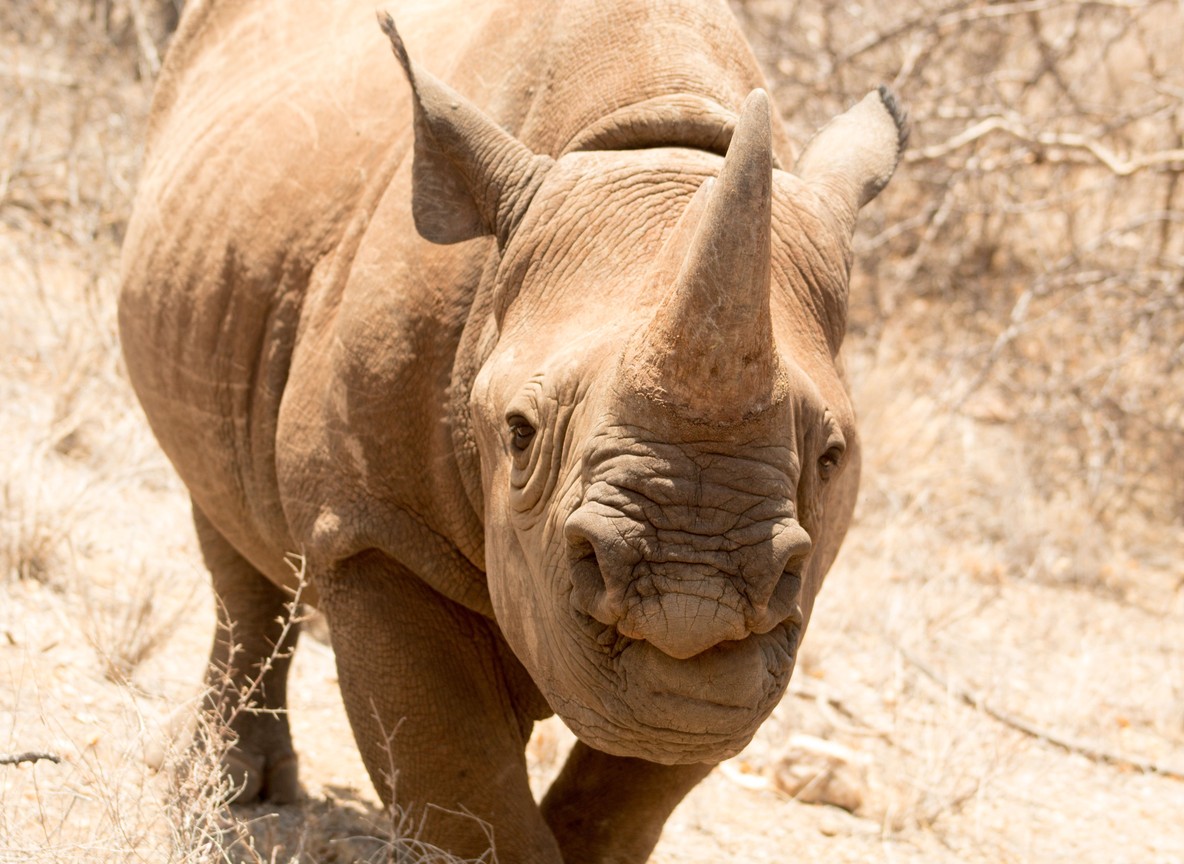 A ranger on patrol near two white rhinos grazing inside a guarded sanctuary enclosure at Ol Pejeta Conservancy, Kenya