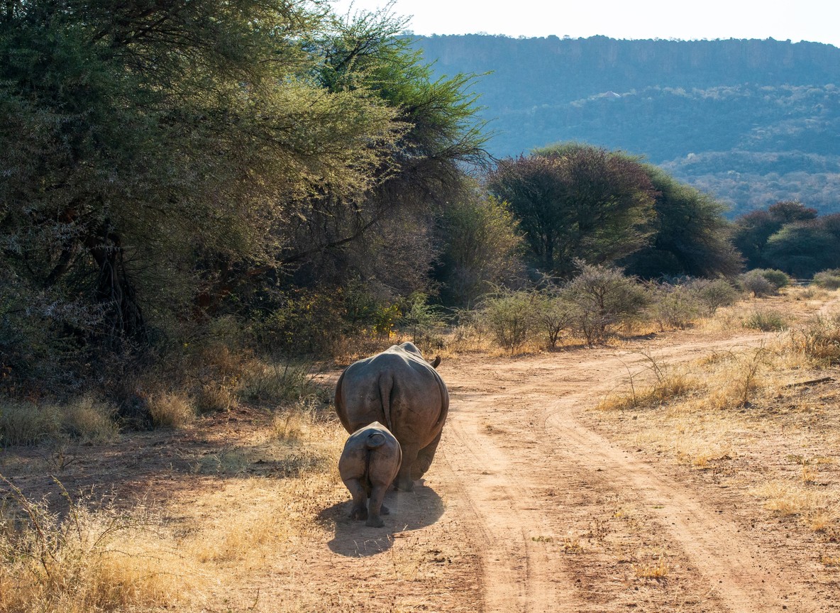 Guests on a guided rhino tracking walk with an armed ranger at Ol Pejeta
