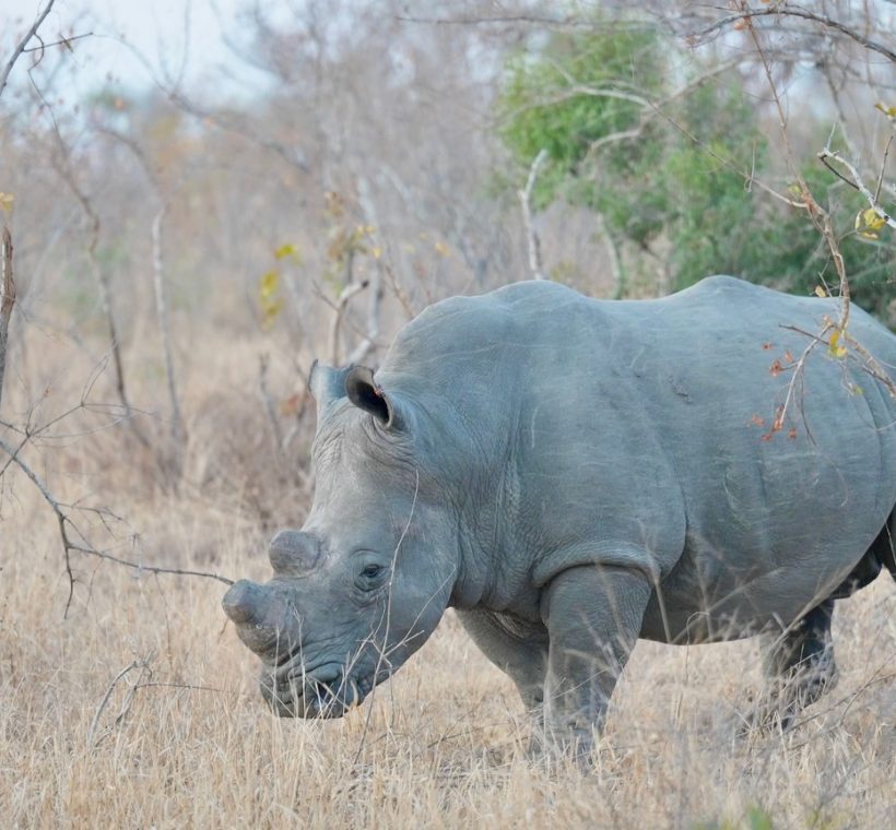 A southern white rhino grazing on open grassland at Ol Pejeta Conservancy with Mount Kenya faint on the horizon